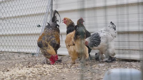 chickens