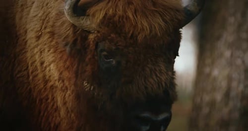 Bison européen ou bonasus de bison