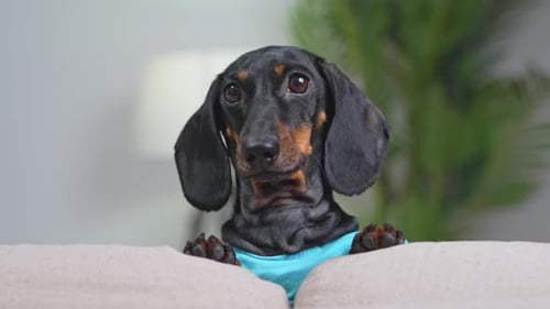 Sweet Dachshund Dog Staring Curiously from Behind Couch