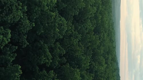 Vertical Aerial Forest View Nature Landscape Trees