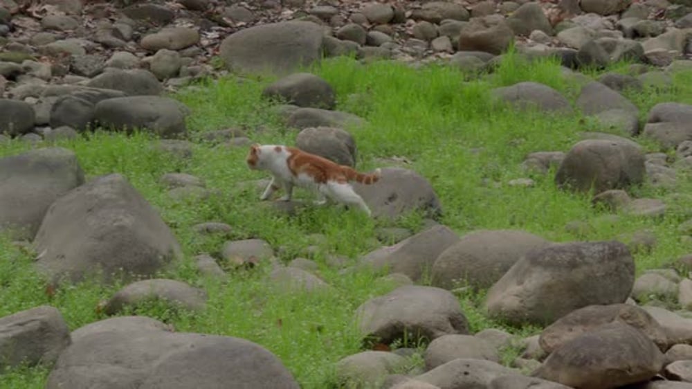 Stray Cat roaming around the park terrains in Shanghai, China, Nature ...
