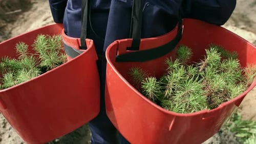 Man Carrying Trays With Seedlings Of Pine For Planting In Ground. Wood Planting.Forest Restoration