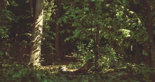 Sunlight Filtering Through Forest Trees Nature Video