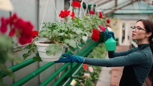 Gardener Working in Botanical Garden Greenhouse Worker Spraying Plants