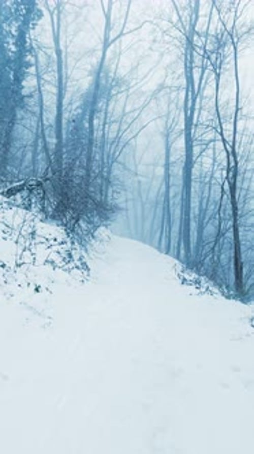 Vertical Snowy Winter Forest Reel