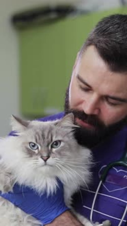 A Veterinarian Providing Compassionate Care for an Adorable Cat in a Clinic Setting