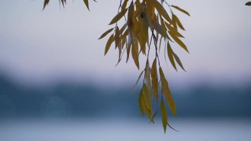 Branch Yellow Foliage Hanging Over Park Pond Close Up. View Weeping Willow