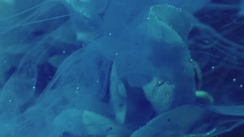 Abstract Translucent Forms Floating in Blue Liquid