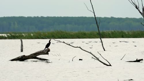 Kormoran thront in den frühen Morgenstunden auf einem Baumstamm am See