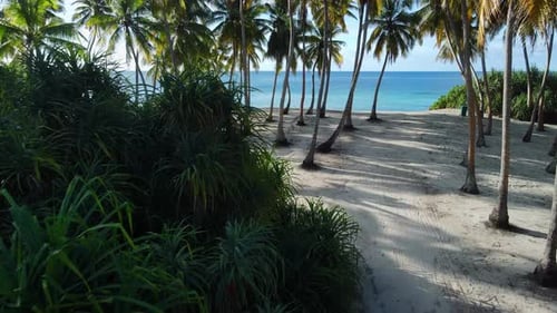 Tropical Beach with Palm Trees and Blue Ocean Aerial View Between the Coconut Palm Trees