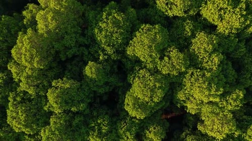Aerial View of Spring Green Forest Early in the Morning