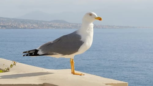 Side View Of Seagull Standing With Ocean In The Background. - close up shot