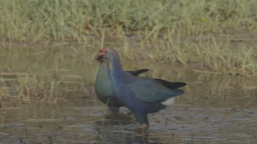 Goa India Greyheaded Swamphen Birds In Morning Looking For Food In Swamp Pond Porphyrio