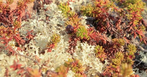 Gros plan de la
mousse de lichen de la toundra arctique. Présent principalement dans les régions de la toundra arctique et de la toundra alpine, il est