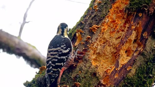 Woodpecker - 4K