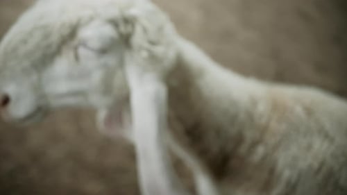 Hand Reaching to Pet Saanen Goat's Face Up Close Petting Zoo