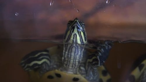 Nahaufnahme und Zeitlupenaufnahme von zwei Schildkröten, die zum Glas ihres Tanks schwimmen, um mich zu sehen