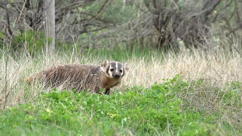 Un blaireau se déplace dans les mauvaises herbes et l'herbe en regardant autour de lui