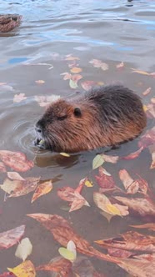Cute Nutria Eating Weeds in Autumn River Setting