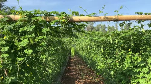 the beauty of traditional bitter melon vegetable farming