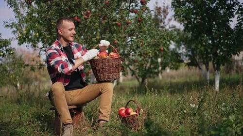 Happy mid aged farmer sitting in the apple orchard is satisfied with crop of fruit.