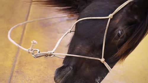 Dark Horse Wearing Rope Bridle, Close Up