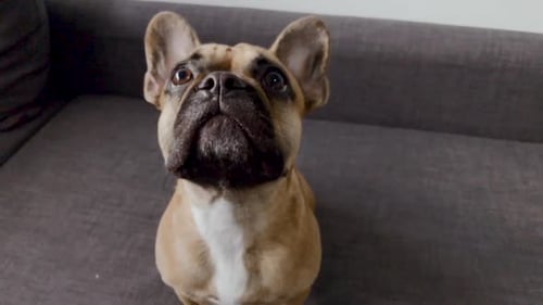 French bulldog face close-up. Pet at home look at something