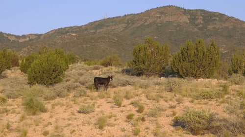 Cow Grazing in a Rural Grassy Field