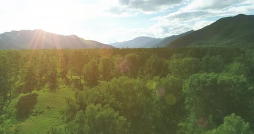 Aerial View Low Flight Above Evergreen Pine Tree Landscape with Endless Mountain Forest at Sunny