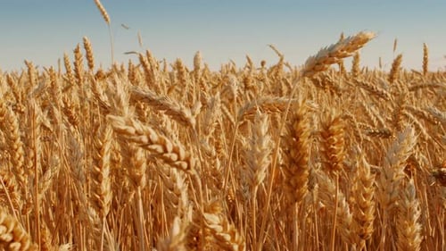 Golden Wheat Field Swaying Gently Under a Clear Blue Sky