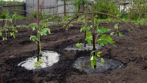 A Gardener is Watering Plants in a Vegetable Garden Using a Yellow Watering Can