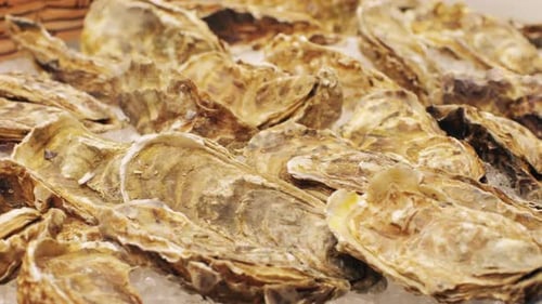 Frische Austern auf einem Fischmarkt, reich an Protein und beliebt in Gourmetrestaurants