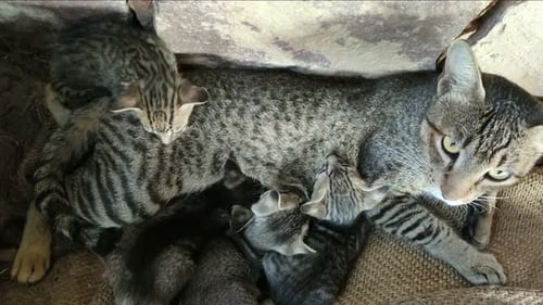 Very cute new born four kittens are drinking milk to their cat mother