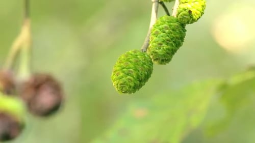 A green pine cone in the sunlight