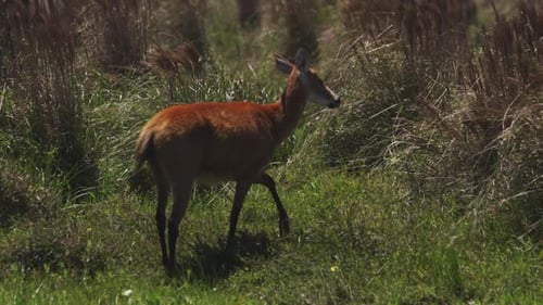 Close-up view about a marsh deer at verdant wetland on a beautiful environment.