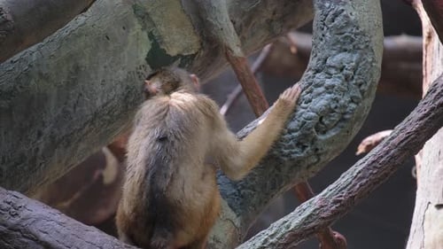Monkey Relaxing on Tree Branch
