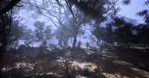 Mystical Morning Light Filters Through Trees in a Tranquil Forest Landscape