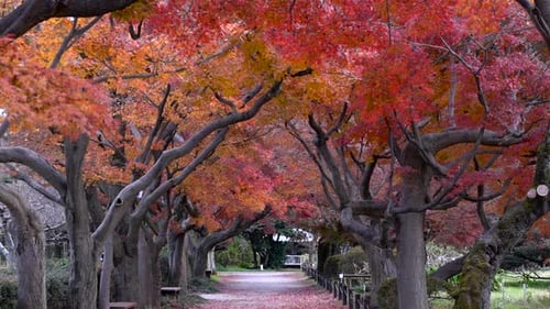 Calm and relaxing scenery inside tunnel with beautiful bright and vibrant fall foliage