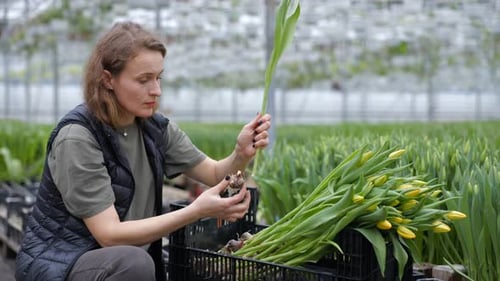 Woman Inspecting Yellow Tulips in a Greenhouse