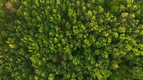 Forest Autumn Nature Sunset Tree Wood Flower Plant Branch