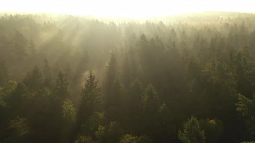 Drone aerial view of forest in early morning. Strong autumn fog, sunrise moment.