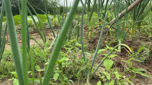 A Summer Resident Is Weeding Garlic In His Garden. The Man Works With A Hoe And His Hands.