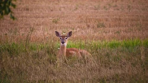Cerf au repos dans un champ