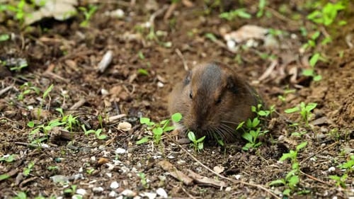 Gopher saindo de seu buraco para comer.
