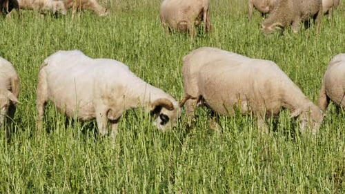 Sheep grazing in a lush green field during a sunny afternoon in rural countryside