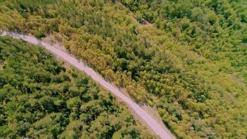 Aerial drone tilt up shot of winding country road through the green summer forest on a sunny day.