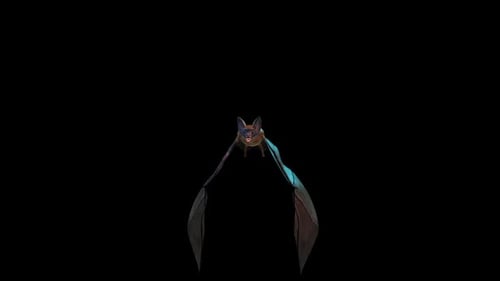 Bat flying in the dark