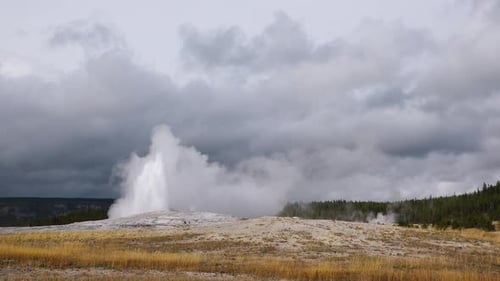 Spectacular eruption of Old Faithful Geyser in Yellowstone National Park, as steam and water erupt.
