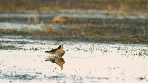 Black-tailed godwit during spring migration in wetlands flooded meadow feeding and resting