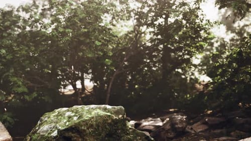 Mystic Forest Scene Silent Forest Floor Under Gentle Illumination